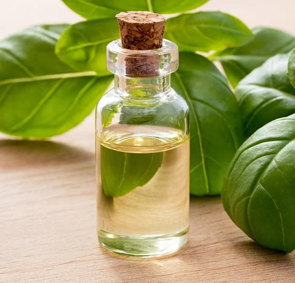 EcoRefyne Basil Oil